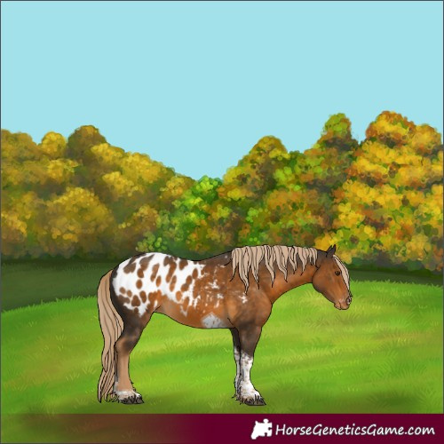 Horse Color:Chocolate Palomino Tobiano Blanket 
