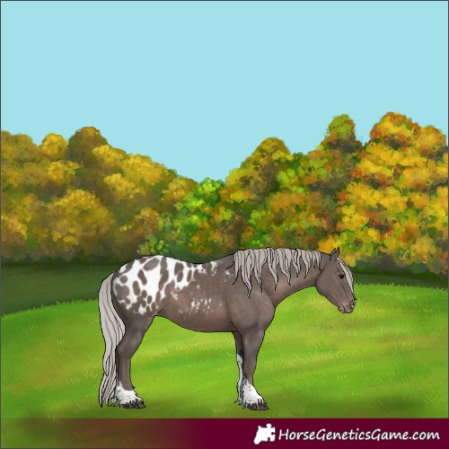 Horse Color:Silver Black Tobiano Blanket