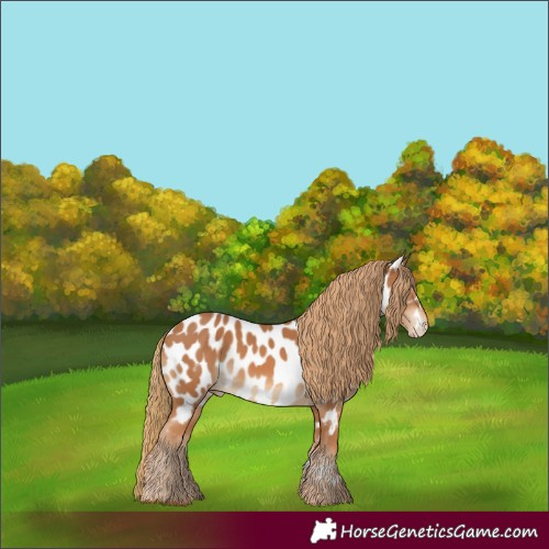 Horse Color:Chestnut Near Leopard 