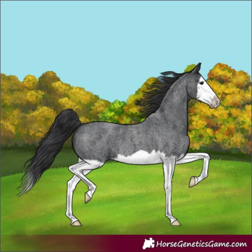 Horse Color:Unknown 