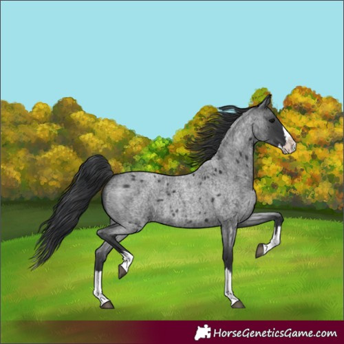 Horse Color:Unknown 