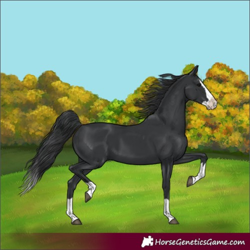 Horse Color:Black Splash