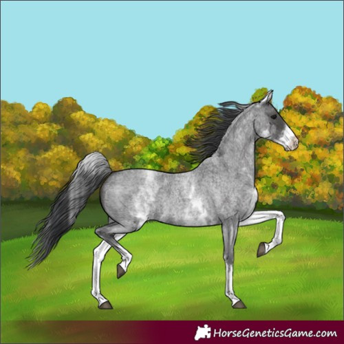 Horse Color:White Spotted Blue Roan 