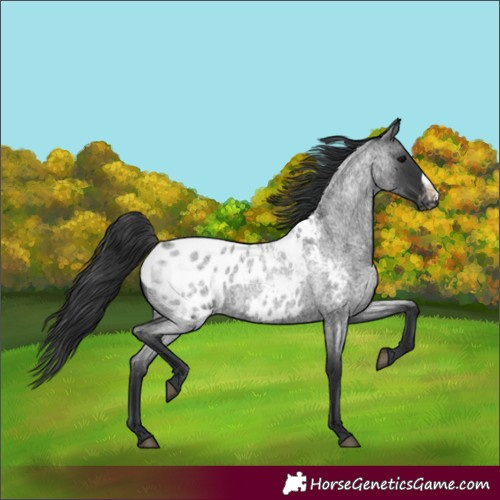 Horse Color:Blue Roan Frame Blanket