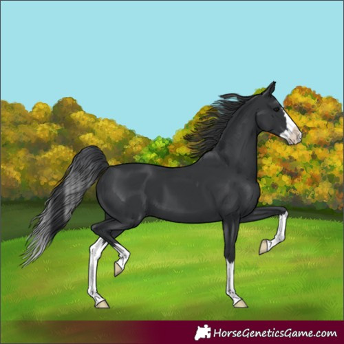 Horse Color:Unknown 