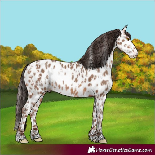 Horse Color:Sable Champagne Near Leopard and Sable Champagne Near Leopard Rabicano
