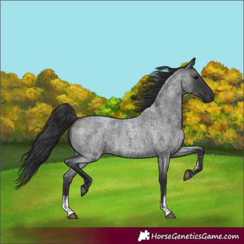 Horse Color:Unknown 