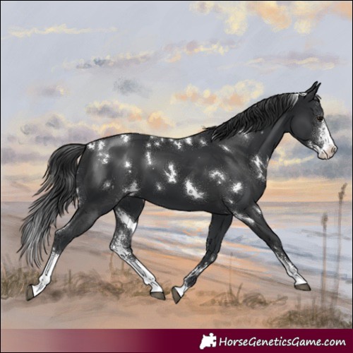 Horse Color:White Spotted Black Sabino 