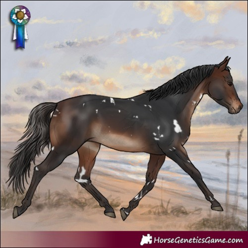 Horse Color:White Spotted Brown
