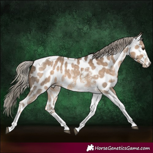 Horse Color:Chocolate Palomino Sabino Tobiano Near Leopard Rabicano