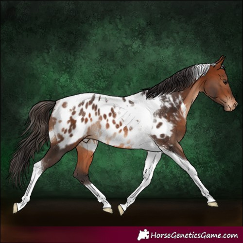 Horse Color:Bay Tobiano Near Leopard Rabicano