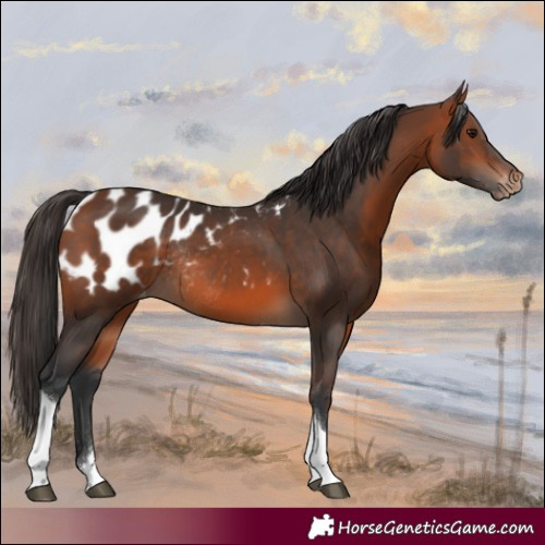 Horse Color:Bay Tobiano Blanket Rabicano 