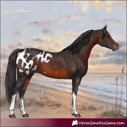 Horse Color:Brown Sabino Tobiano Blanket Rabicano 