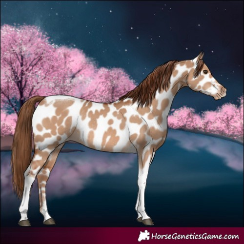 Horse Color:Red Dun Tobiano Near Leopard Rabicano 