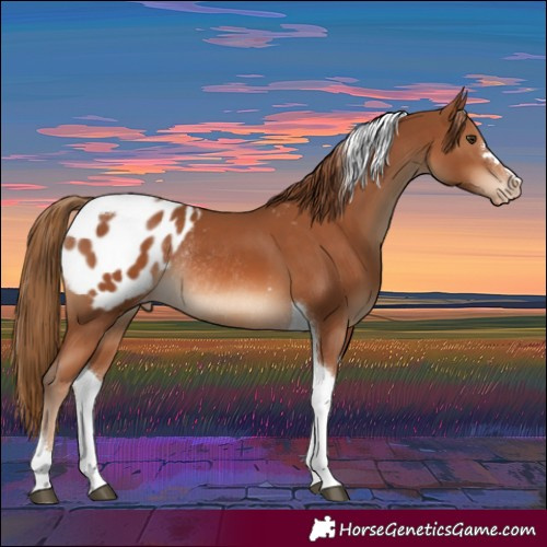 Horse Color:Chestnut Tobiano Blanket Rabicano 