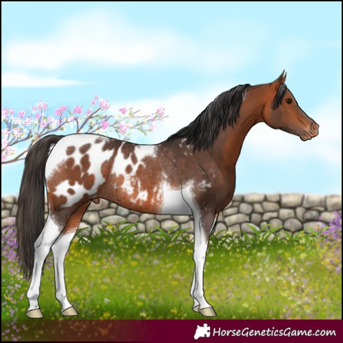 Horse Color:Bay Tobiano Near Leopard Rabicano