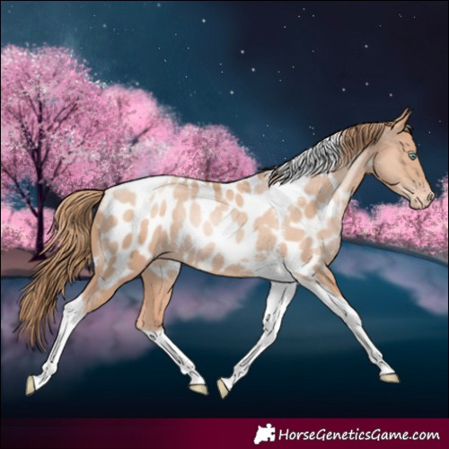 Horse Color:Gold Champagne Pearl Tobiano Near Leopard Rabicano