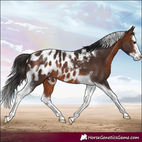 Horse Color:Bay Splash Tobiano Blanket Rabicano