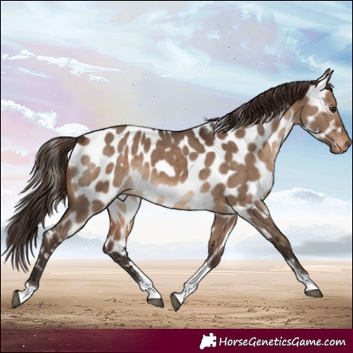 Horse Color:Brown Dun Tobiano Near Leopard Rabicano 