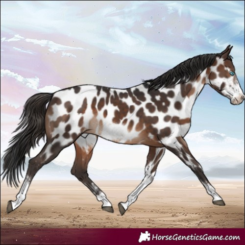 Horse Color:Brown Tobiano Frame Near Leopard Rabicano