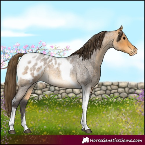 Horse Color:Buckskin Roan Tobiano Blanket Rabicano