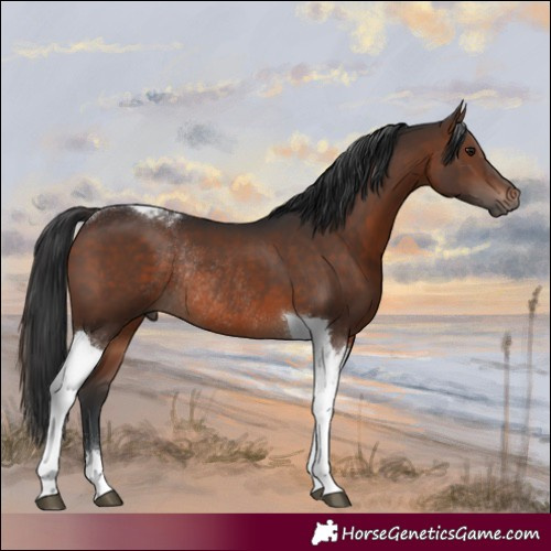 Horse Color:Brown Tobiano Rabicano 