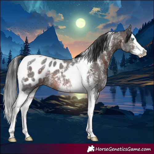 Horse Color:Brown Sabino Splash Tobiano Blanket Rabicano