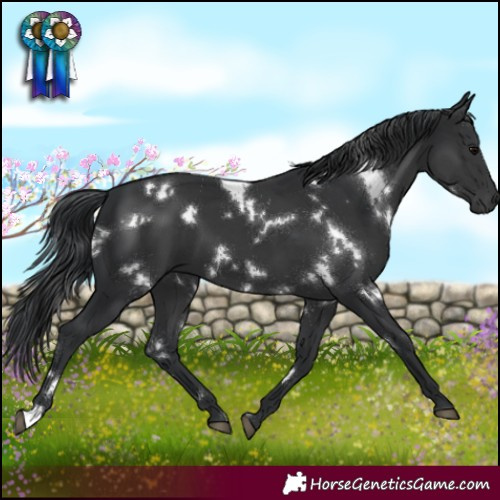 Horse Color:White Spotted Black 