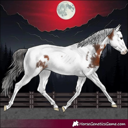 Horse Color:White Spotted Brown Splash Tobiano 