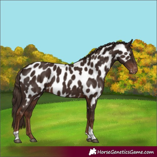 Horse Color:Liver Chestnut Tobiano Near Leopard