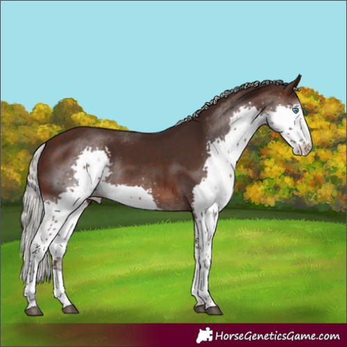 Horse Color:Silver Brown Splash