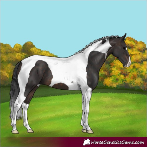 Horse Color:Brown Tobiano
