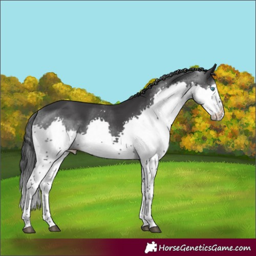 Horse Color:Black Splash 