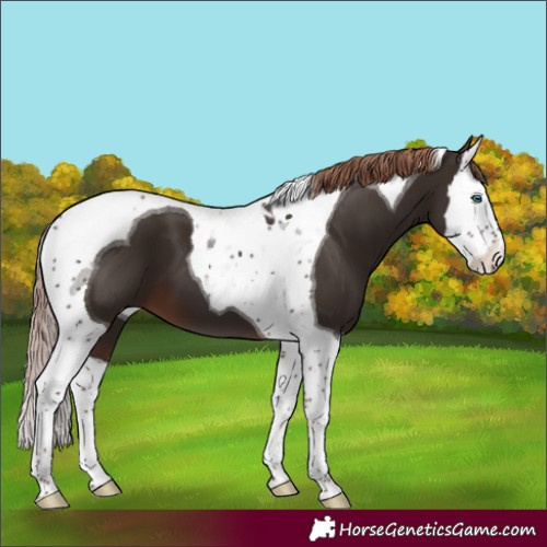 Horse Color:Liver Chestnut Splash Tobiano