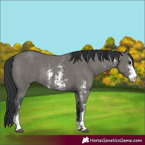 Horse Color:Grullo Sabino Rabicano