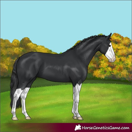Horse Color:Black Splash 