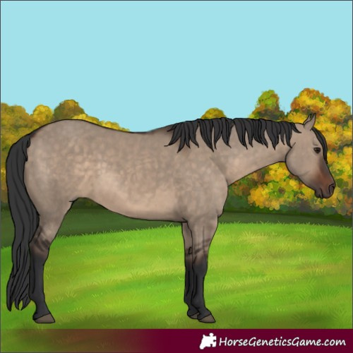 Horse Color:Brown Dun Rabicano 