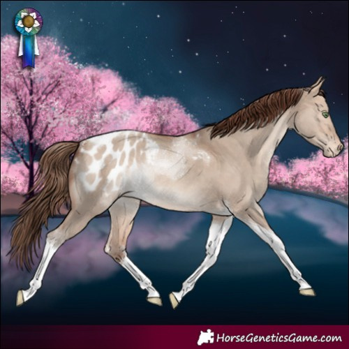 Horse Color:Amber Champagne Dun Tobiano Blanket Rabicano 