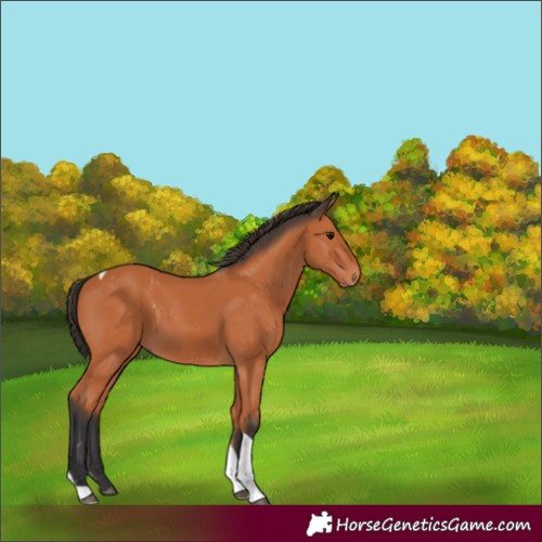 Horse Color:Bay Tobiano 