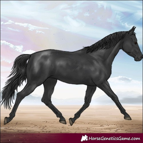 Horse Color:Black 