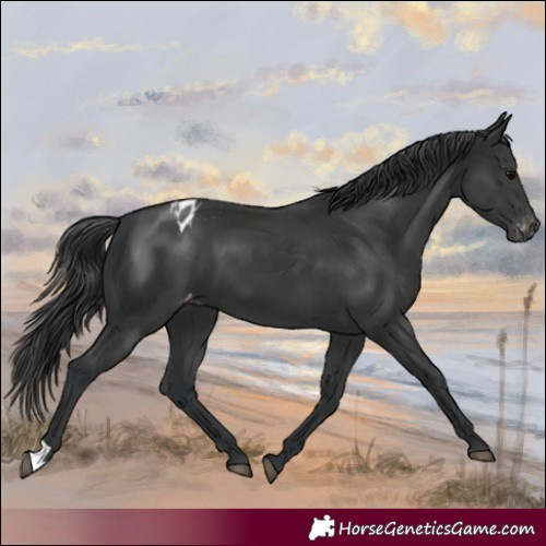 Horse Color:Black Varnish
