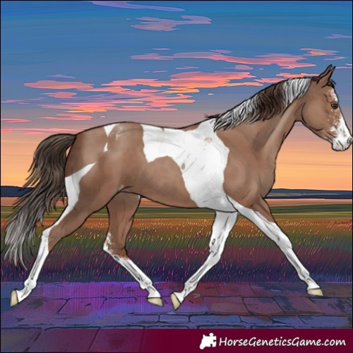 Horse Color:Classic Champagne Sabino Tobiano Varnish 