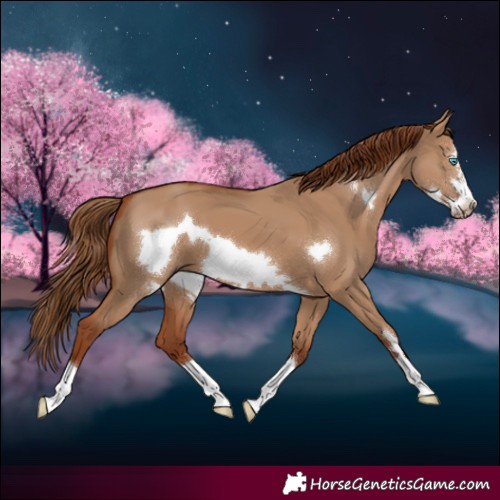 Horse Color:Red Dun Frame 
