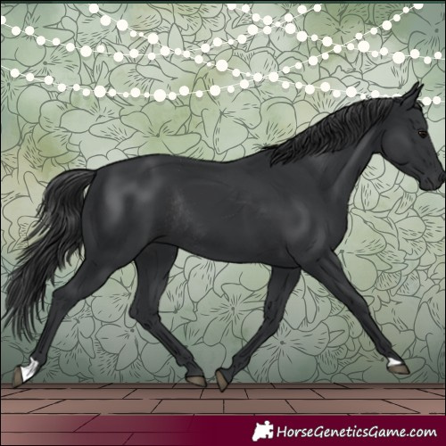 Horse Color:Black Rabicano 