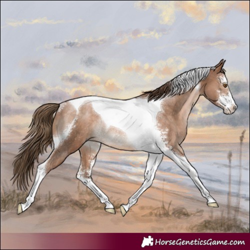 Horse Color:Brown Pearl Sabino Tobiano Rabicano 