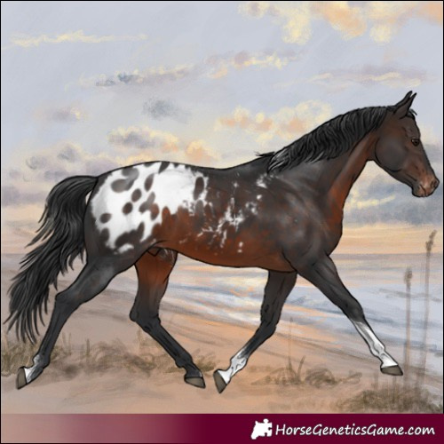 Horse Color:Brown Tobiano Blanket Rabicano 