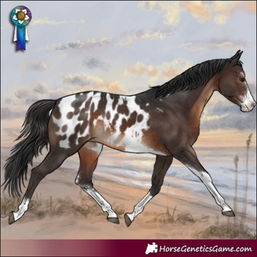 Horse Color:Brown Sabino Tobiano Blanket Rabicano