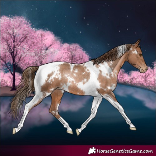 Horse Color:White Spotted Brown Pearl Tobiano Rabicano 