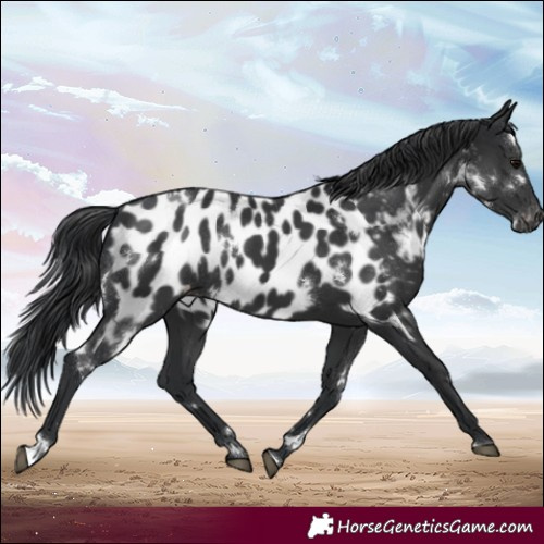 Horse Color:White Spotted Black Blanket Rabicano