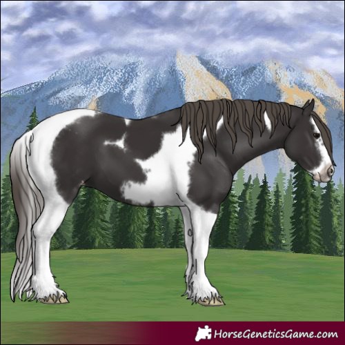 Horse Color:Smoky Black Splash Tobiano Frame Varnish 